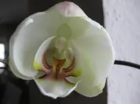 Phali_weiß_Blüte (8).webp