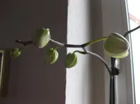 Phali_weiß_Knospen.webp