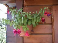 Gartenfuchsien.webp