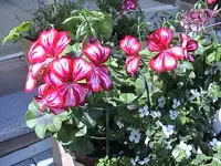 Gartengeranien.webp