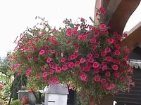 Gartenpetunien.webp