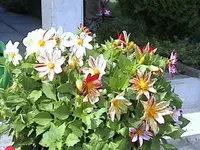 Gratenminidahlien.webp