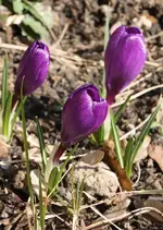 IMG_7233.webp
