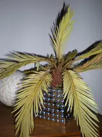 Zimmerpalme.webp