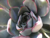 PICT1950.webp