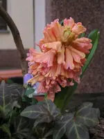 Erfrorene Hyazinthe.webp