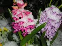 P1014433.webp