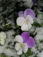 P1014431.webp