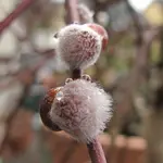 Garten23.webp