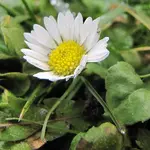 Garten26.webp