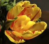 DSC04070.webp