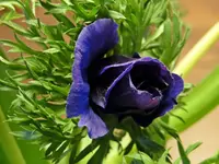 DSC04050.webp