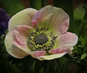 DSC04043.webp