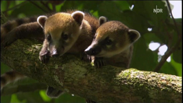 NDR FS NDS _  Nasenbär 2010-03-03_211842.webp