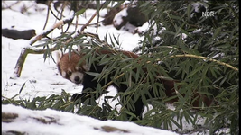 NDR FS NDS _  Kleiner Pandabär oder 2010-03-03_202357.webp
