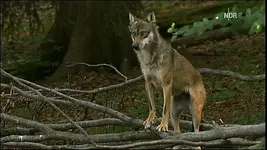 NDR FS NDS _ 2010-03-03_210524.webp NDR FS NDS _ 2010-03-03_210524.webp