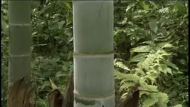 NDR FS NDS Bambus am Tag 1m wachstum 2010-03-03_204005.webp NDR FS NDS Bambus am Tag 1m wachstum 2010-03-03_204005.webp