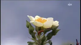 NDR FS NDS _ 2010-03-03_202628.webp NDR FS NDS _ 2010-03-03_202628.webp