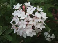 IMG_1171 Viburnum lantana - Wolliger Schneeball .webp