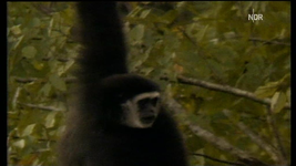 NDR FS NDS _  Gibbon 2010-03-03_212237.webp