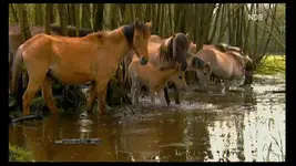 NDR FS NDS _ Pferd2010-03-03_214348.webp NDR FS NDS _ Pferd2010-03-03_214348.webp