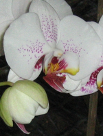IMG_2692.webp