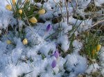 IMGP2974 - 2010-03-06 krokusse im puderschnee.JPG