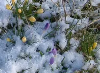 IMGP2974 - 2010-03-06 krokusse im puderschnee.webp