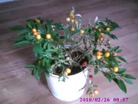 PIC00130.webp