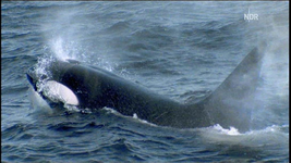 NDR FS NDS _  Orca 2010-03-03_212031.webp