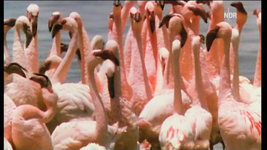 NDR FS NDS _ Flamingos  2010-03-03_212648.webp