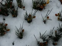 P1010105.webp