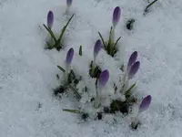 P1010107.webp