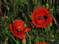 Garten14.webp