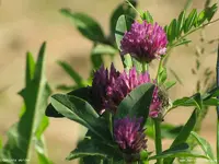 Garten15.webp