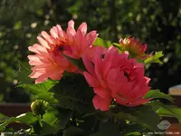 Garten17.webp