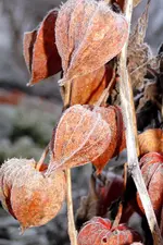 2009KW53_C0460.webp