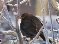 2009KW52_C080.webp