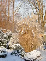 2009KW52_C074.webp