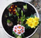Fruehling_C0877.webp
