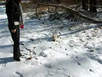 lumpi im wald2.webp