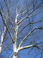 IMG_0463.webp