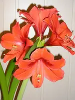 Amaryllis.webp