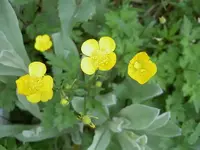Blumen + Pflanzen alt 391 v.webp