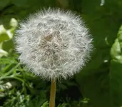 Blumen + Pflanzen alt 699 v.webp