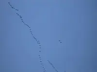 Vogelzug 05.02.2010.webp