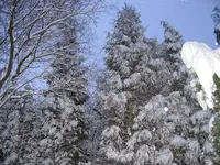 08.03.2010.webp