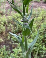IMG_0227.jpeg