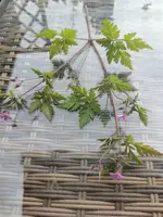 IMG_20230520_165606.webp IMG_20230520_165606.webp