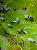 Screenshot_20230520_163012_Samsung Internet.webp